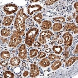 EGLN1/PHD2 Antibody (2445D) - Azide and BSA Free, Novus Biologicals 0.1